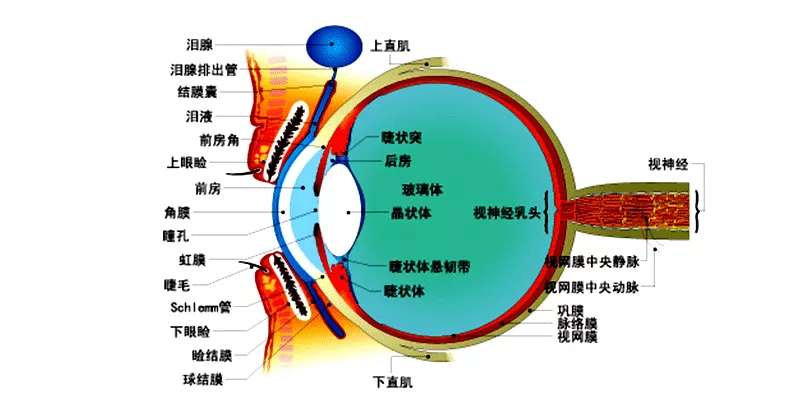 视力矫正- 角膜塑形术视力矫正_北京OK镜矫正视力_角膜塑形镜与OK镜的